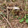 04 Aktion April 25 Feen und Wichtelwald